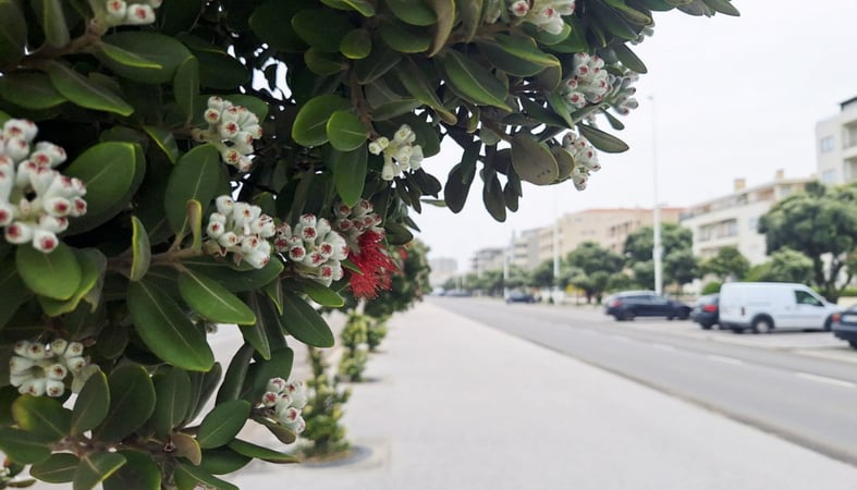 House in Vila do Conde - view 1