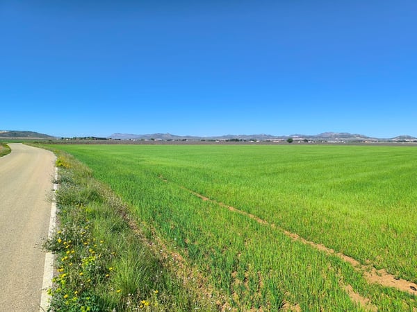 Land in Yecla - view 1