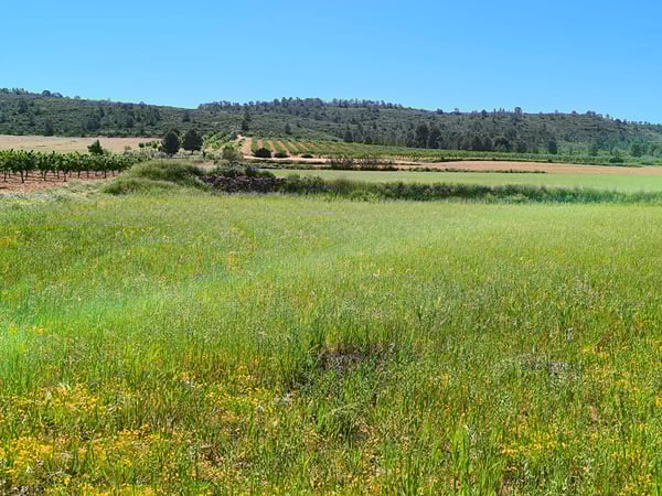 Land in Yecla - view 1