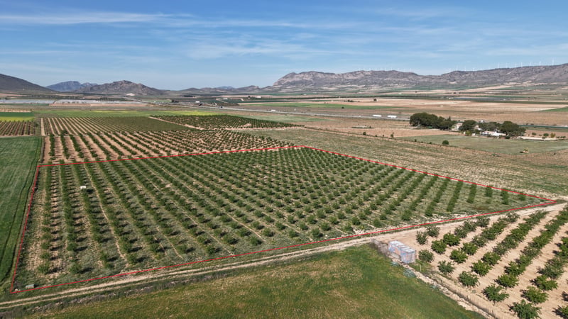 Land in Carche - view 1
