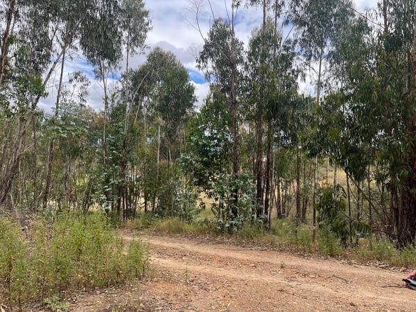 Land in Alcalar - view 1