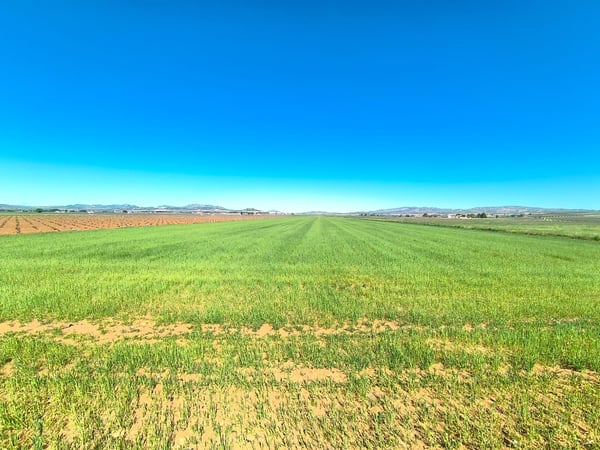 Land in Yecla - view 1