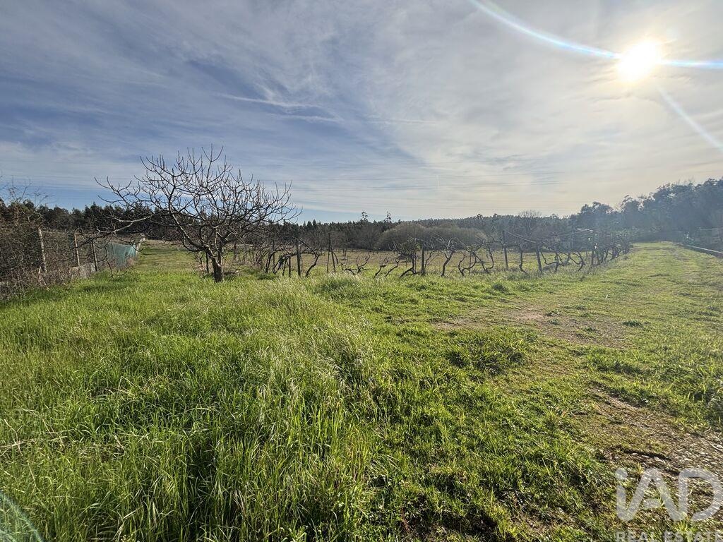 Land in Sao Martinho do Bispo - Image 3