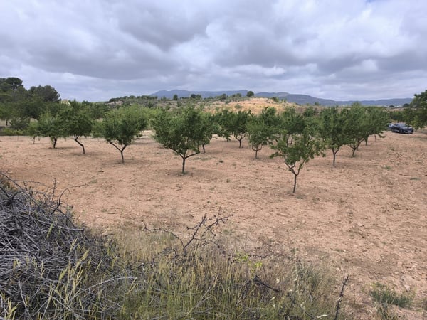 Land in Pinoso - view 1