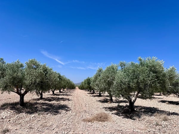 Land in Canadas de Don Ciro - view 1