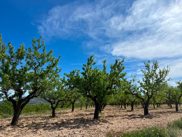 Land in Hondon de los Frailes - view 1