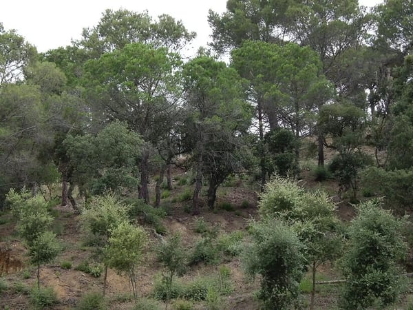 Land in Calonge - view 1