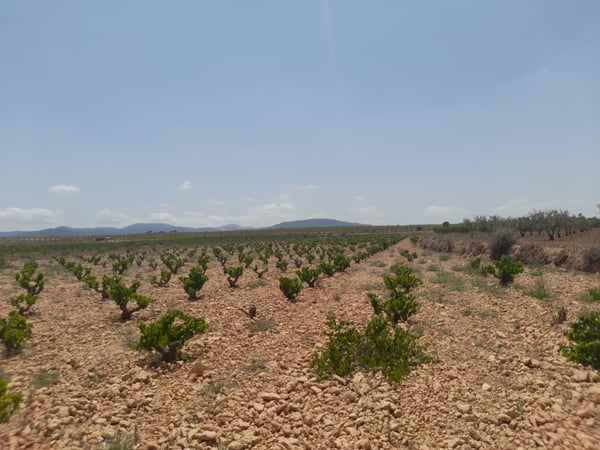 Land in Lel - view 1