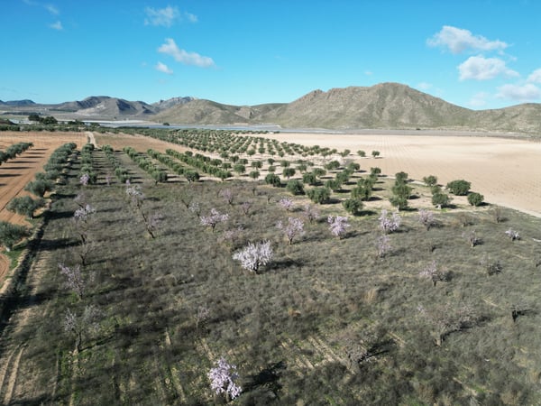 Land in La Alqueria - view 1