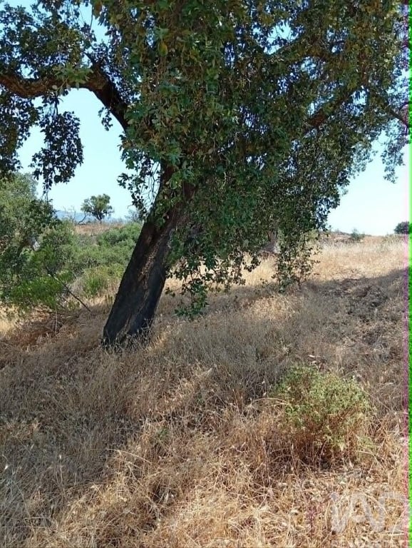 Land in Santa Cruz - Image 3