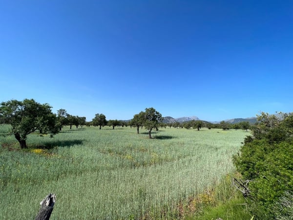 Land in Pollenca - view 1