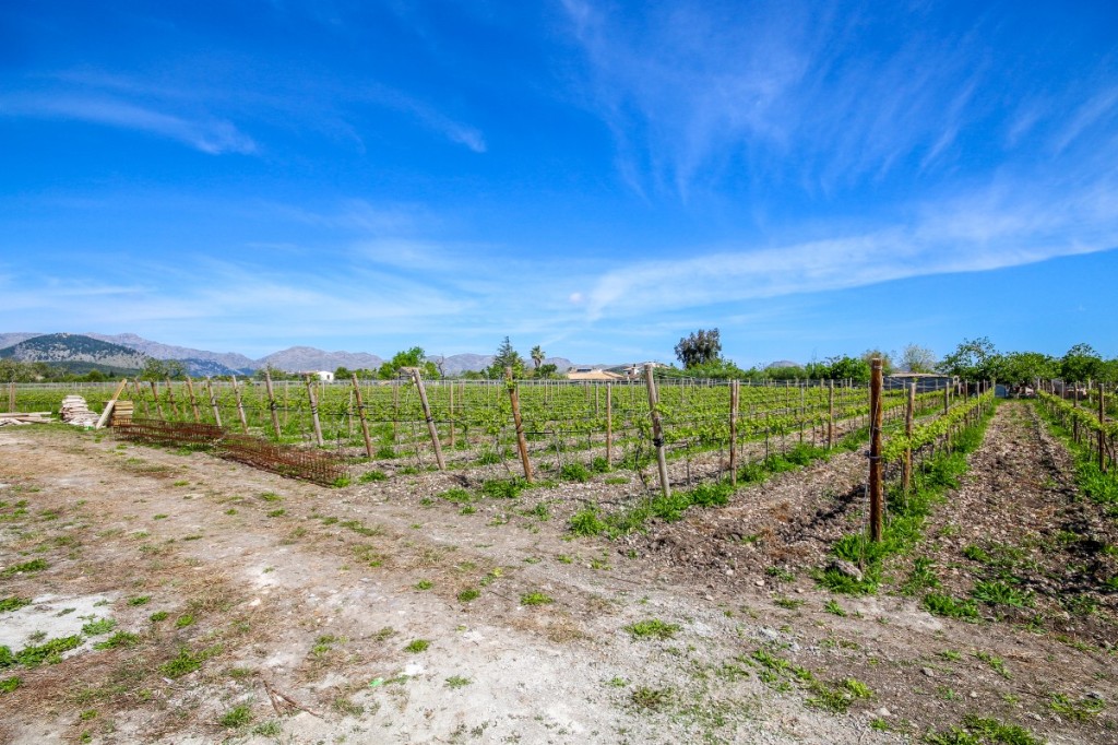 Farm, Ranch or Equestrian in Alcudia - Image 3