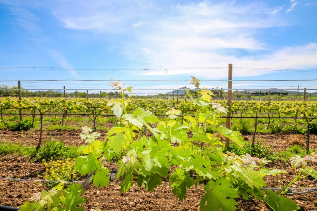 Farm, Ranch or Equestrian in Alcudia - Image 2