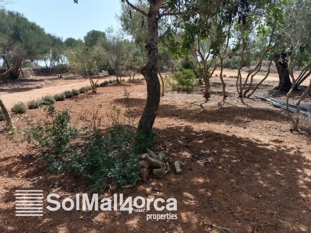 Farm, Ranch or Equestrian in Santanyi - Image 2