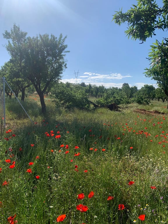 Land in Ayora - Image 2