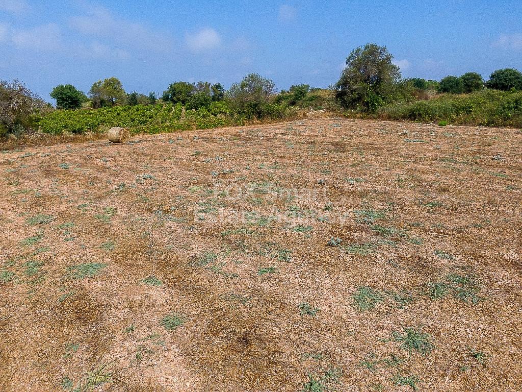 Land in Kathikas - Image 3