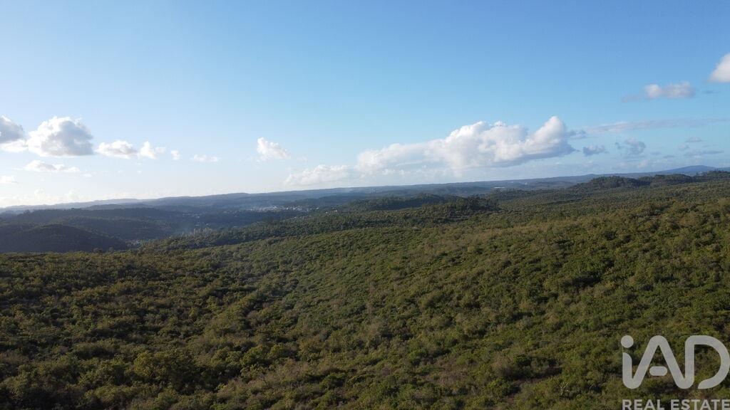 Land in Ribeira do Farrio - Image 3
