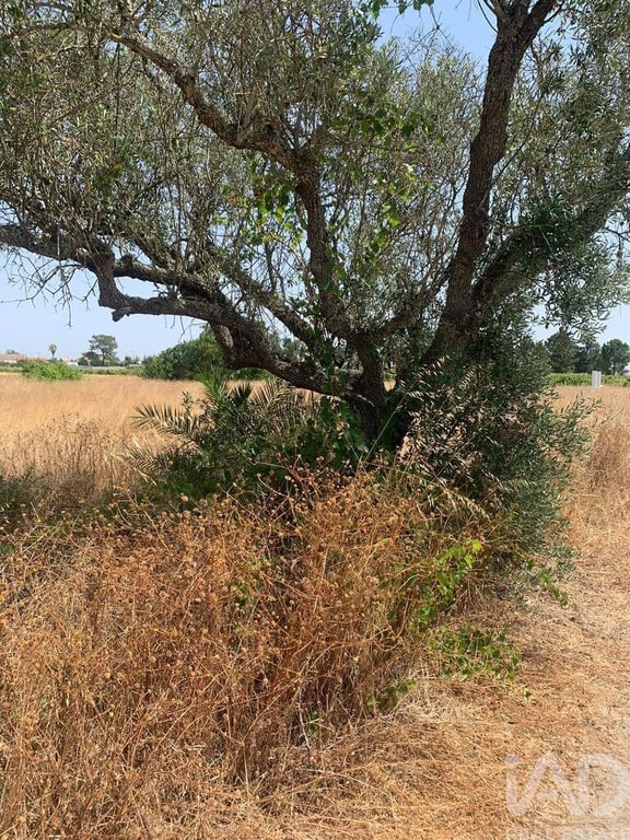 Land in Poceirao - Image 3