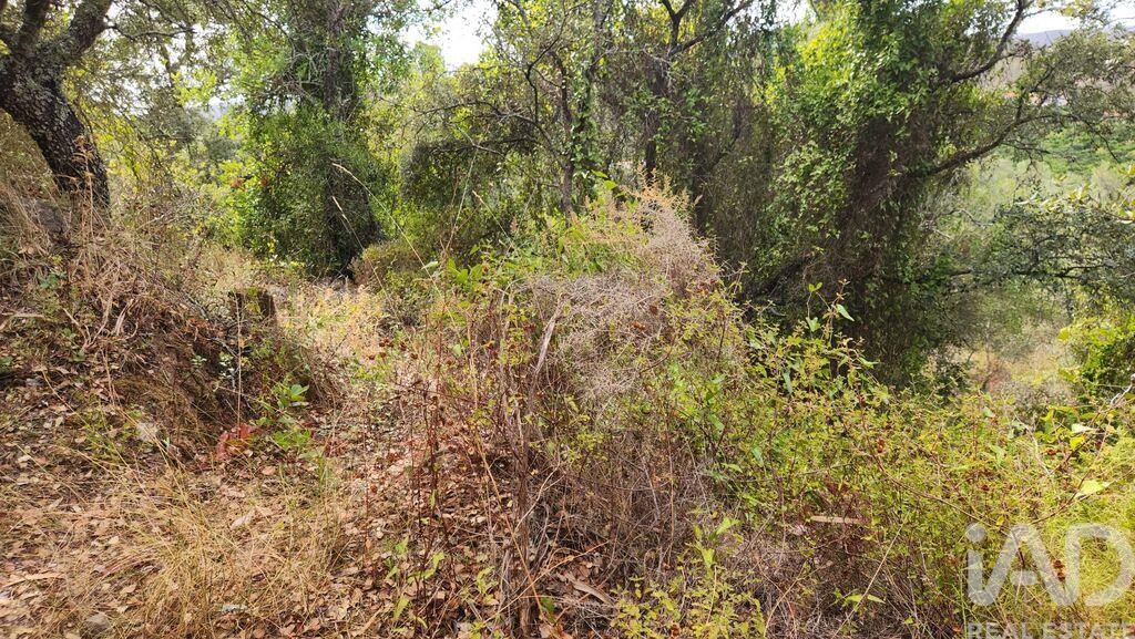 Land in Silves - Image 3