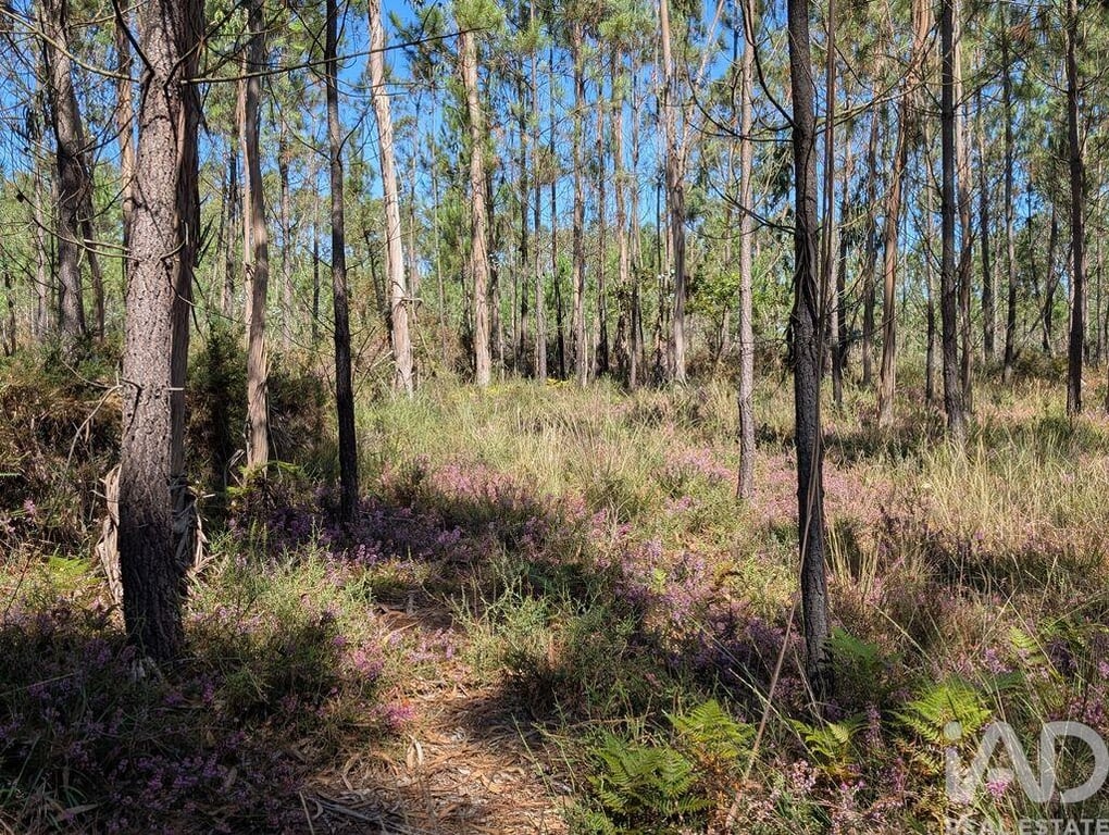 Land in Fragoso - Image 3