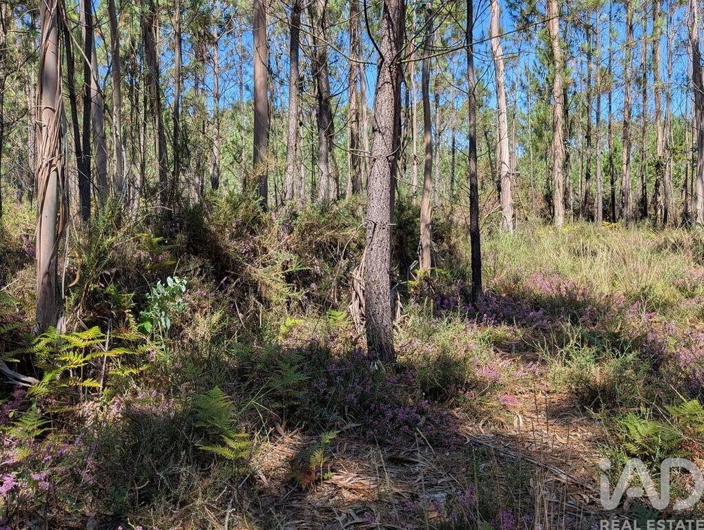 Land in Fragoso - Image 2