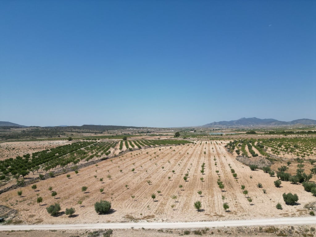 Land in Pinoso - Image 3