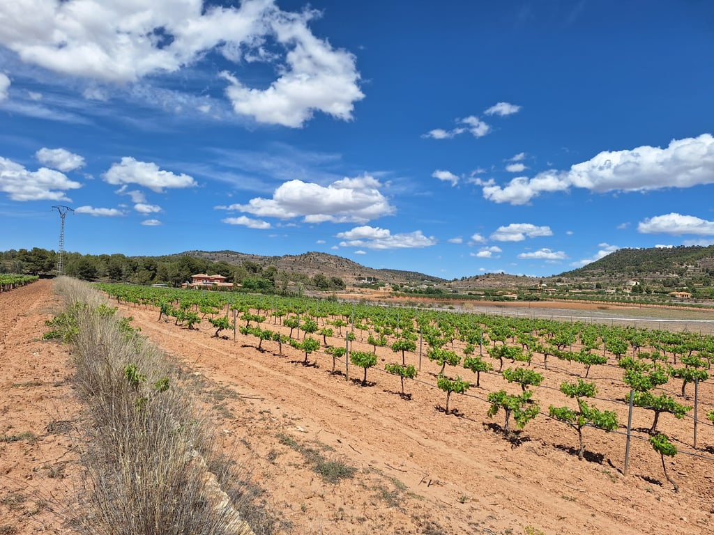 Land in Pinoso - Image 2