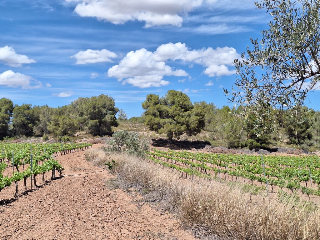 Land in Pinoso