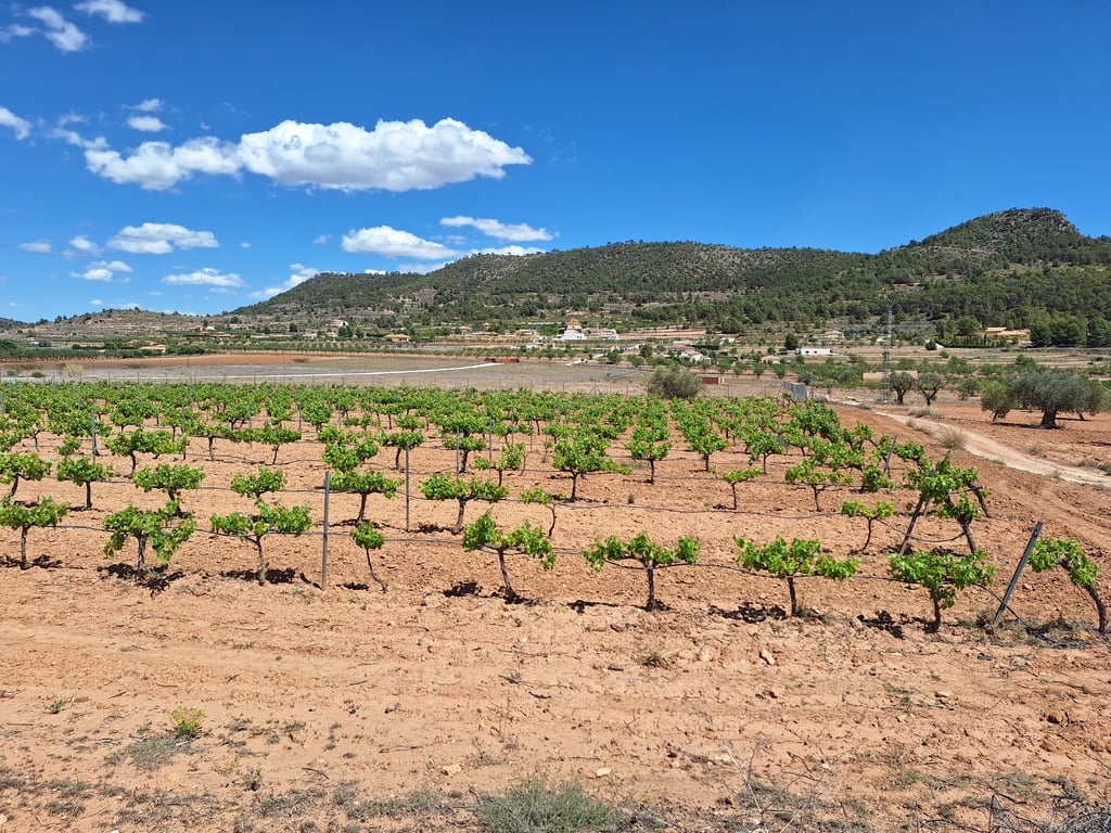 Land in Pinoso - Image 3