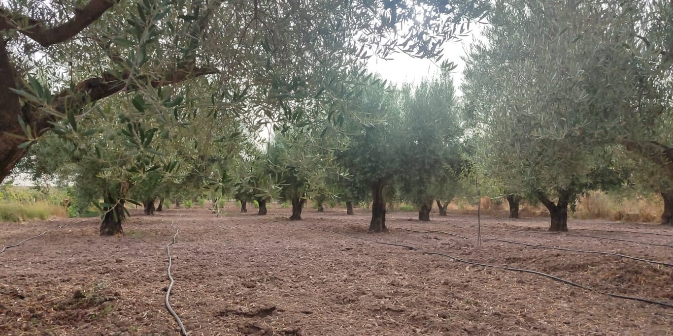 Land in Bullas - Image 3