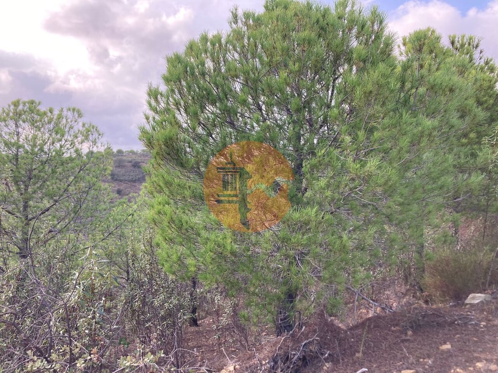 Land in Castro Marim - Image 3