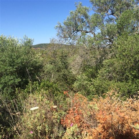 Land in Loule - Image 3