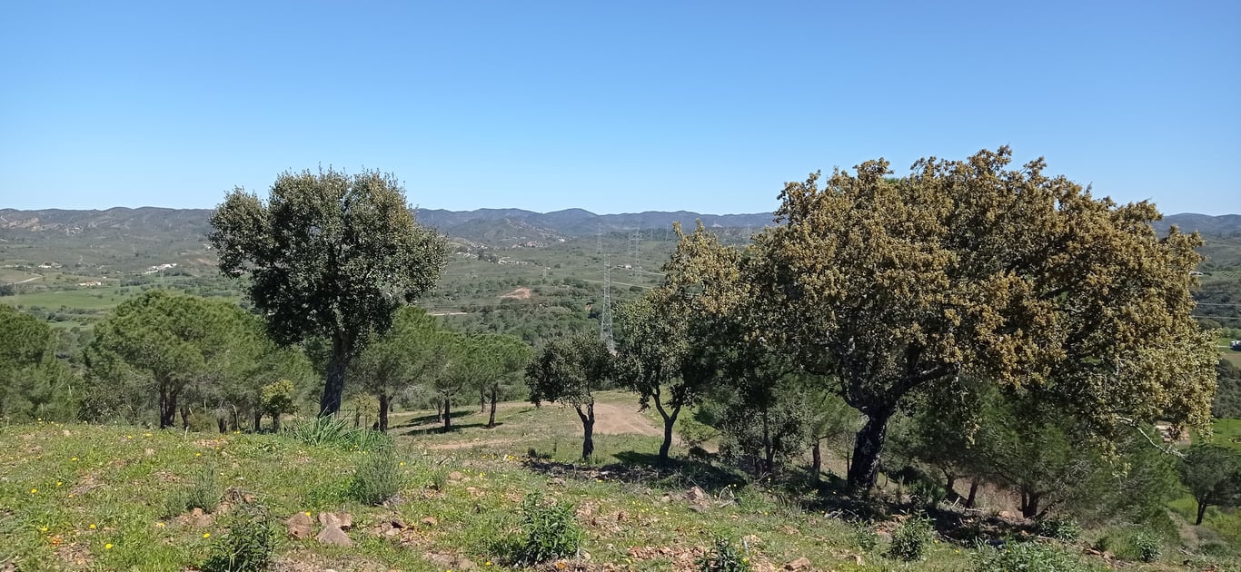 Country Estate in Silves - Image 2