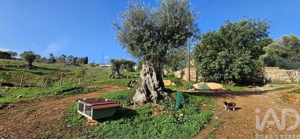 Land in Boliqueime - Image 4