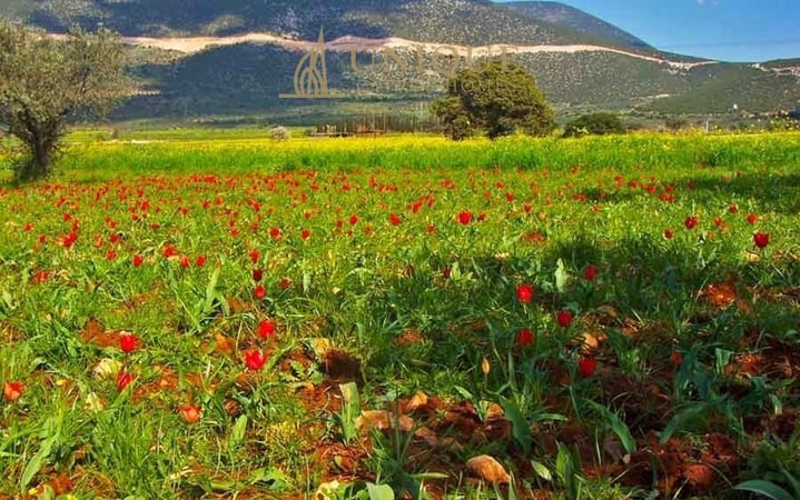 House in Polemi - view 1