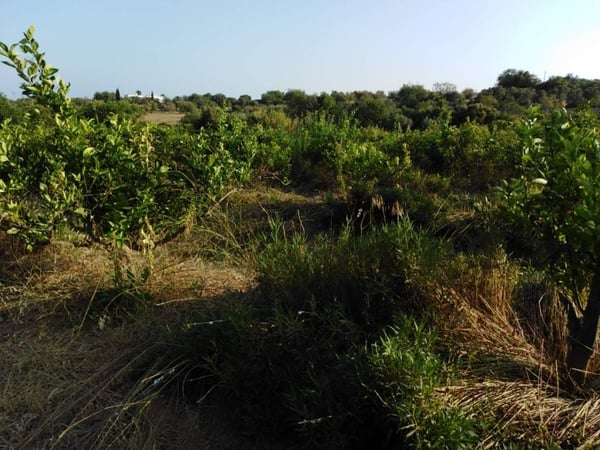 House in Campina - view 1