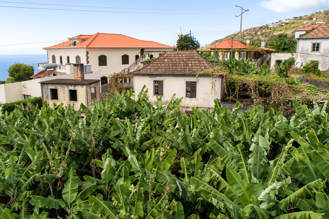 Villa in Arco da Calheta - Image 3