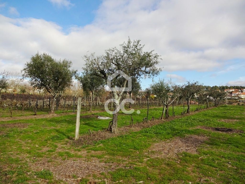 Land in Viseu - Image 2