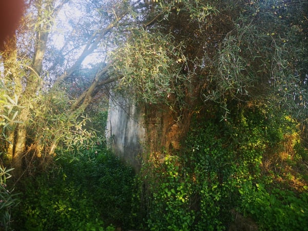 Land in Estoi - view 1