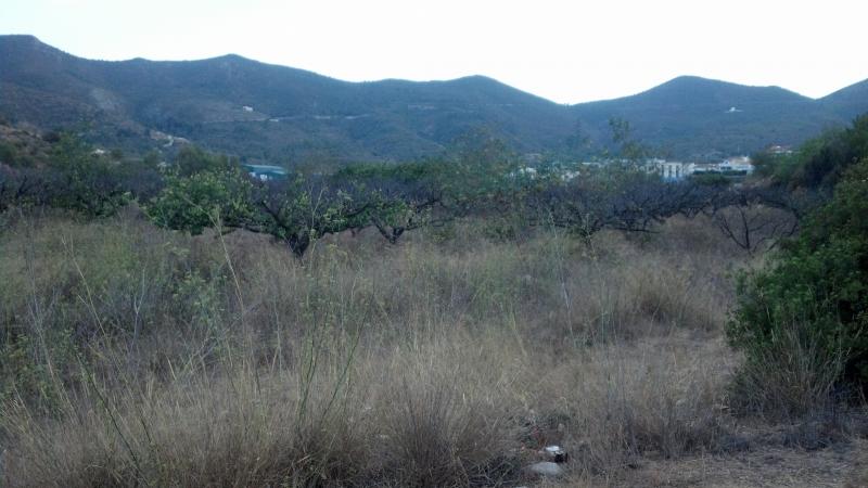 Land in Gandia - Image 3