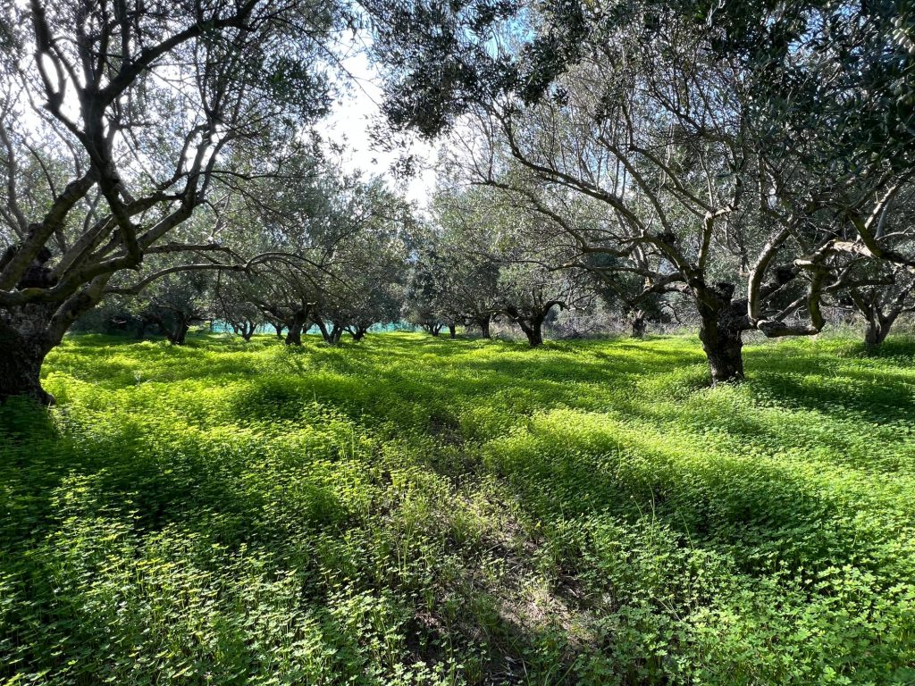 House in Agios Nikolaos