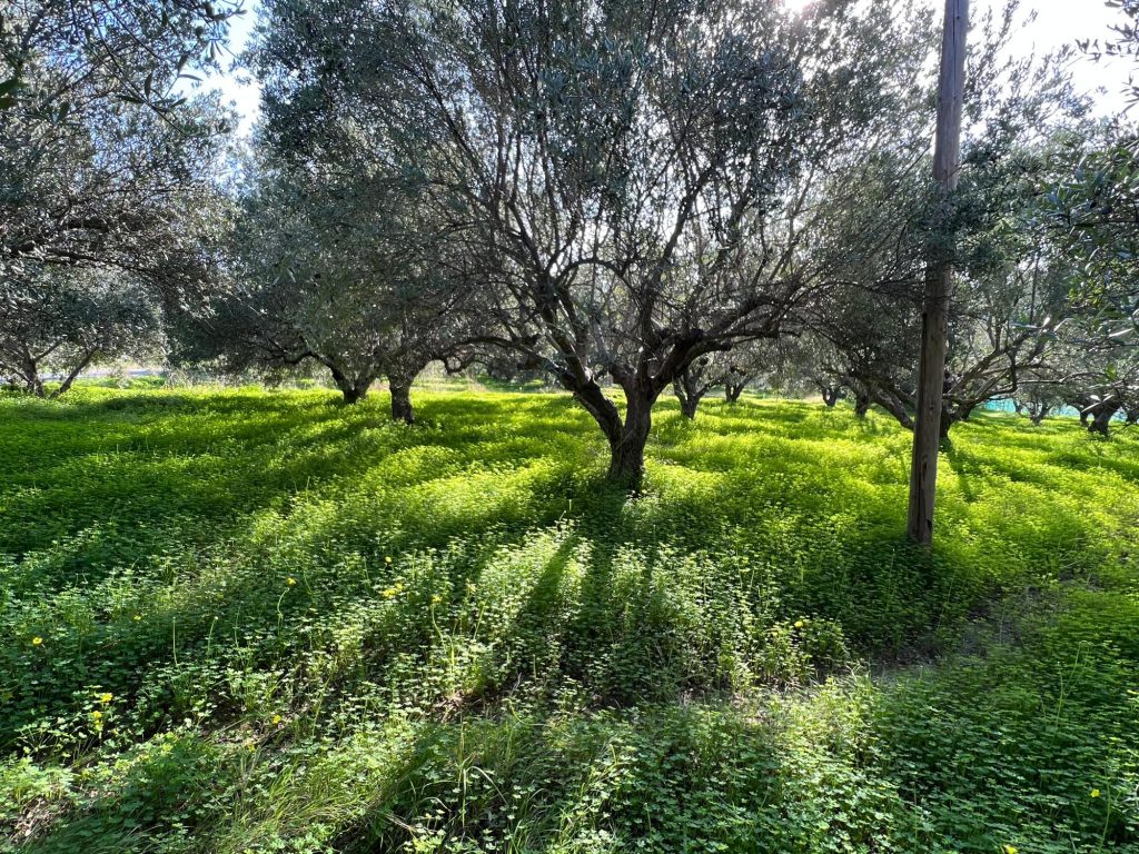 House in Agios Nikolaos - Image 2