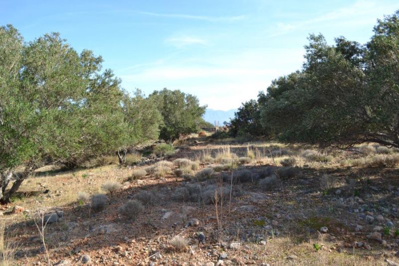 House in Agios Nikolaos - Image 3