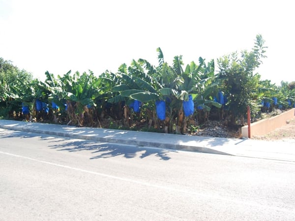 Land in Kissonerga - view 1