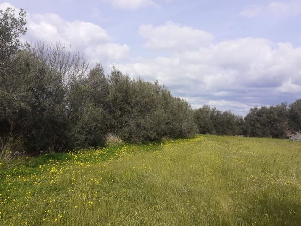 Land in Kissonerga - view 1