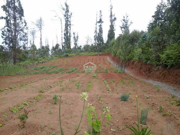 Land in Calheta - view 1