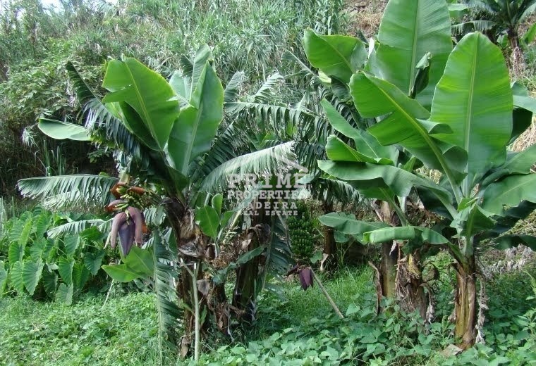 Land in Arco da Calheta - Image 3