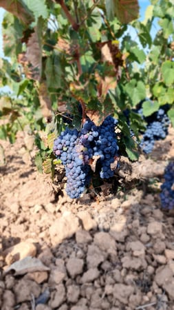 Land in Pinoso - view 1