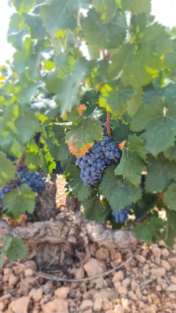 Land in Cabanillas - view 1