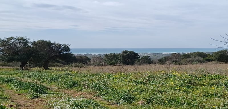 House in Avetrana - view 1